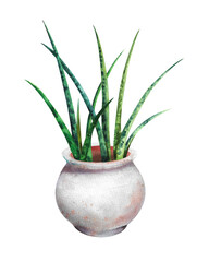 Watercolor houseplant. Green plant in a clay pot on a white background