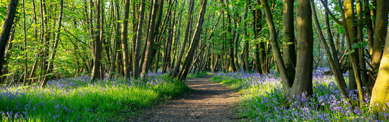 A winding path through Bluebell Woods, Morning light during spring. 