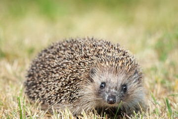 Naklejka na ściany i meble hedgehog on the grass...