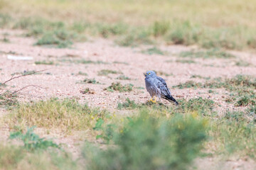 Pallid Harrier (Circus macrourus) at Desert National Park, Jaisalmer, Rajasthan, India
