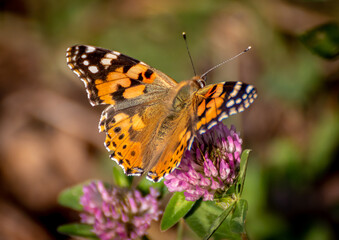 Painted lady butterfly feeding