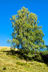 Birken auf der Klewenalp