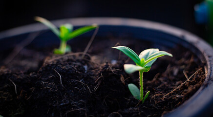 Green seedlings growing in the drip system. Small sapling. World Environment Day.