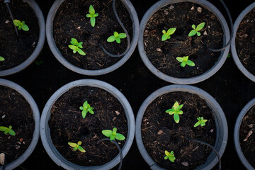 Young green seedlings are growing.