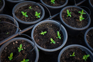 Young green seedlings are growing.