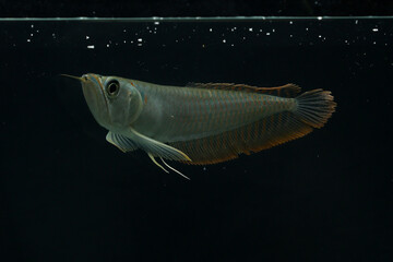 fish on a black background