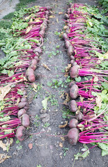 Excavated beets on a farmer's bed.