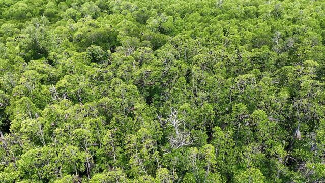 Sunda flying foxes, Acerodon mackloti, fly over the canopy of a remote mangrove forest where they roost in Indonesia. Mangroves provide vital habitat for invertebrates, fish, birds, and fruit bats.