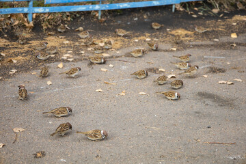 Sparrows on the asphalt peck at wheat grains.