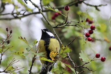A Great Tit bird sitting on a branch in the forest