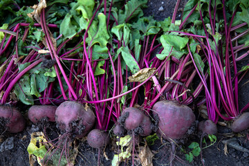 Excavated beets on a farmer's bed.