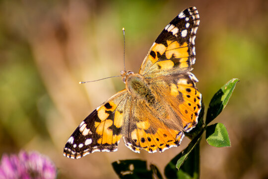 painted lady butterfly close up