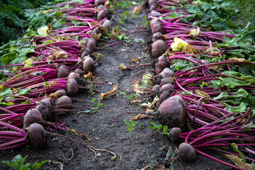 Excavated beets on a farmer's bed.
