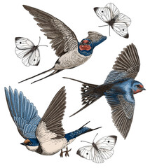 Hand drawn illustration of birds and butterflies flying  