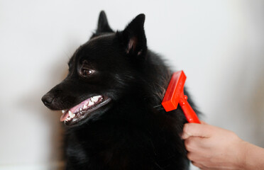 Woman brushes dog with a comb.