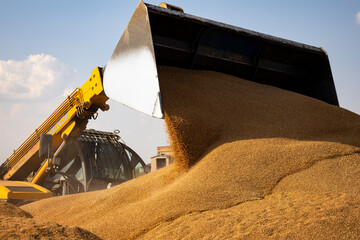 Loader bucket loading grain close up. Big heap of grain corn in a warehouse at food factory.