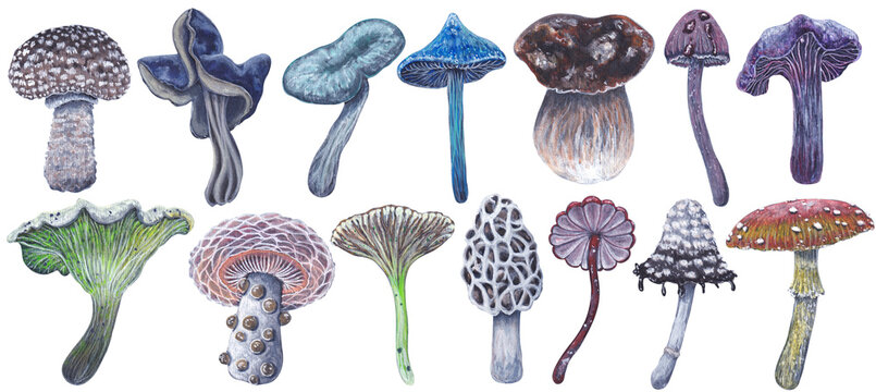 Set of watercolor  and gouache drawing mushrooms
