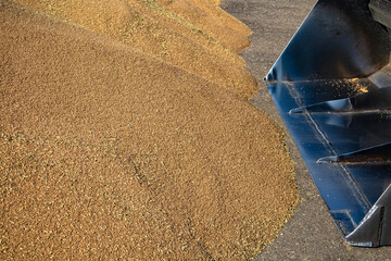 Loader bucket loading grain close up. Big heap of grain corn in a warehouse at food factory.