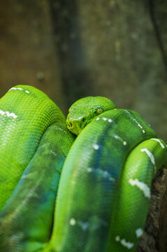 A Green python