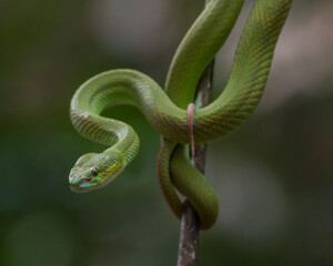 green snake on tree