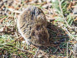 A closeup of a Common vole, Microtus arvalis, on the ground with a blurry background