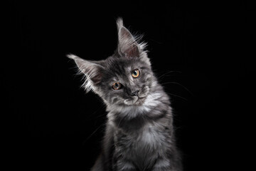 Maine Coon Kitten on a black background. striped cat portrait in studio