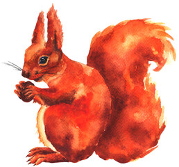 Watercolor red squirrel with fur tail and nut isolated on white background. Forest animal hand drawn illustration. © Hanna Hushko