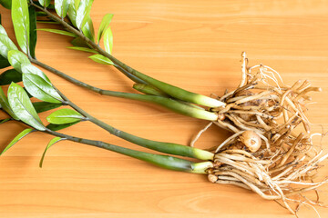 The root cropped system of the Zamioculcas home flower prepared for planting in fresh soil.