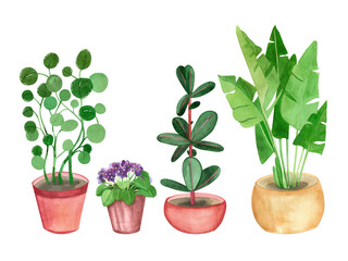 A set of watercolor elements. Indoor ficus, palm tree, violet money tree, flower seeds, shovel for the earth, hand-painted watercolor on a white background. Suitable for printing, design, scrapbooking