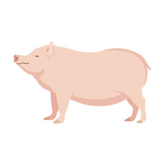 Cartoon domestic animal vector illustration. Farm animal pig isolated on white background. Domestic animals, pets, farming, concept