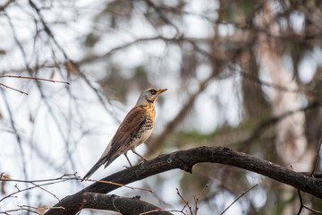 Fieldbird sits on a branch in spring with a blurred background.