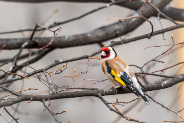The European goldfinch or simply the goldfinch, Carduelis carduelis, sits on a branch in spring on green background. The European goldfinch in wildlife.