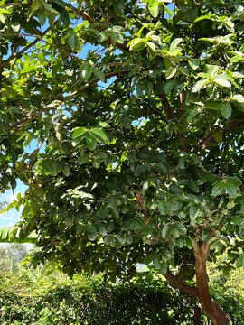 Guava tree
