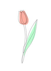 Vector image of the one pink, red tulip isolated on the white background. One line art, single line art.