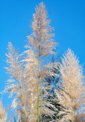 Cortaderia selloana pumila silver yellow plant