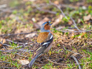 Common chaffinch, Fringilla coelebs, sits on a green lawn in spring. Common chaffinch in wildlife.