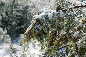 Snow on juniper branch closeup during Texas winter snow.