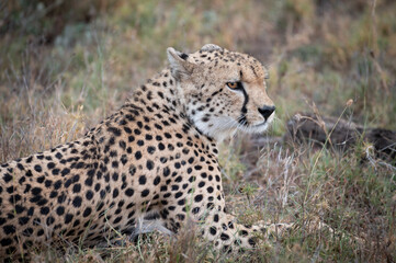 cheetah 