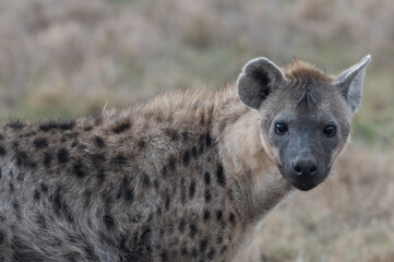 hyena in the savannah