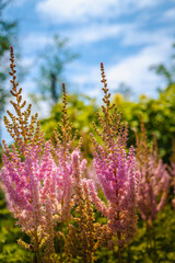 Pumila Astilbe, feathery plumes of lavender pink in the garden