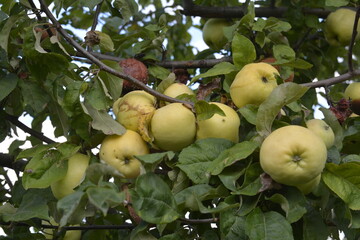 Ripe red apples on a tree .