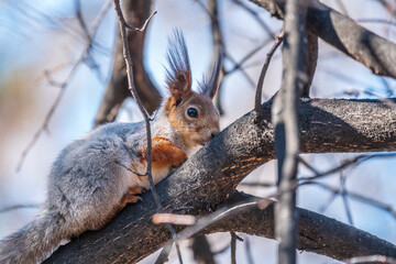Fototapeta premium The squirrel sits on a branches in the spring or summer.