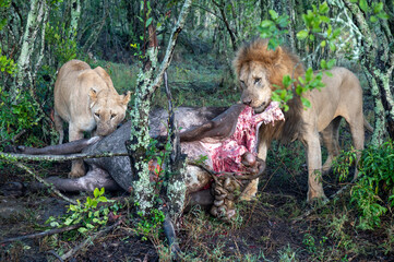 lion and lioness eating a kill - obrazy, fototapety, plakaty