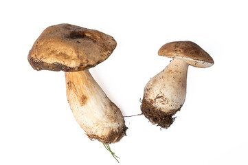Boletus Edulis mushrooms on white background isolated. Organic forest food, edible fresh picked fungi Porcini mushroom. Autumn harvest food concept.