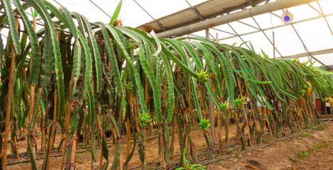 Dragon fruit or pitahaya grown on a farm in greenhouses, for market consumption and sale. Agro...