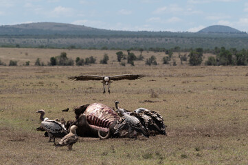 vulture with carcass in savannah