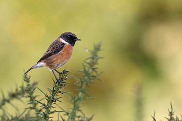 Beautiful and colorful male stonechat (Saxicola rubicola) standing on a bush in a sunny field. Bird hunting worms. Stunning exotic bird background with vibrant green colors. Spain, Europe.