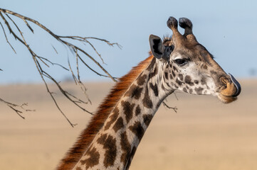 Obraz premium giraffe eating grass