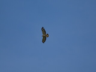 Bussard kreist am Himmel