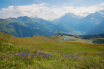 swiss alps landscape near Grindelwald, flower meadow with bluebells.